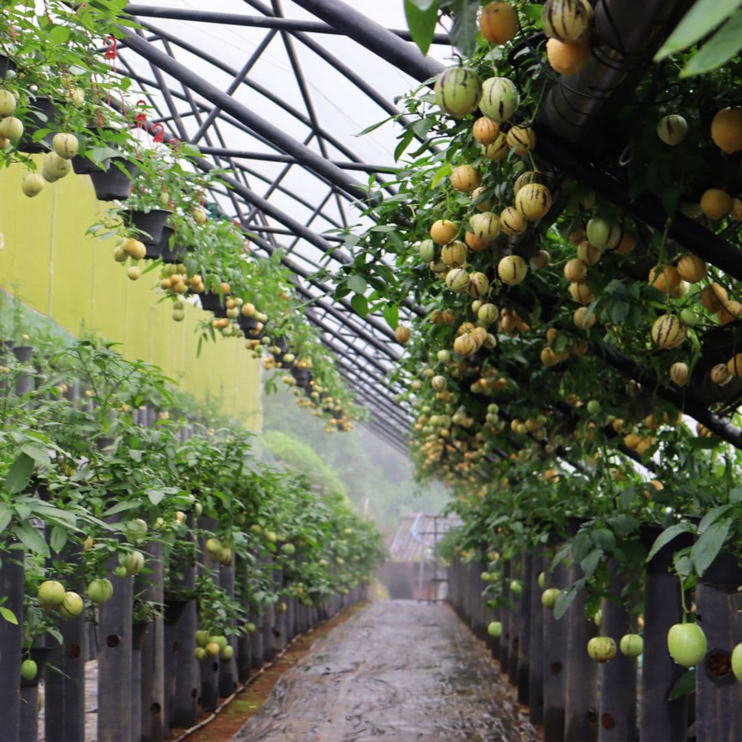 Venture Green Sustainable Farming